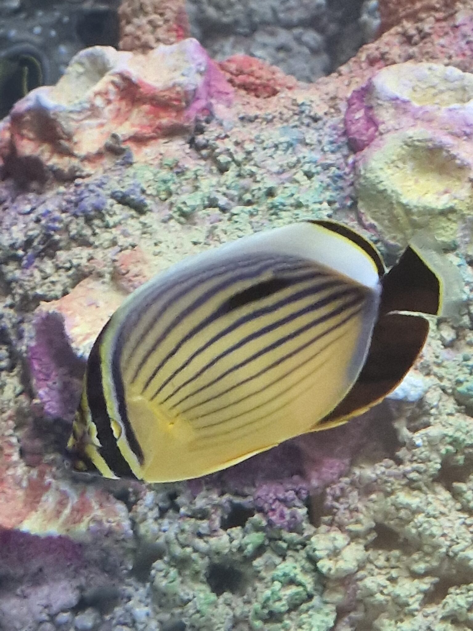 We’ve Been Working Hard – Marine Life Bray