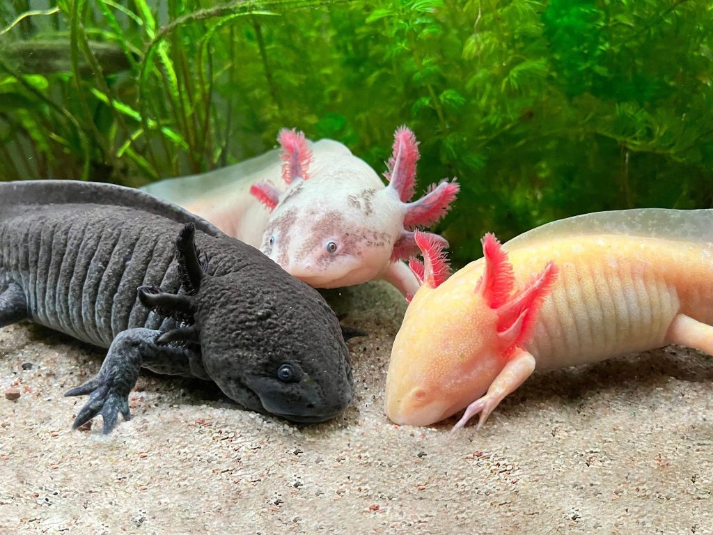 Axolotl at Marine Life Bray